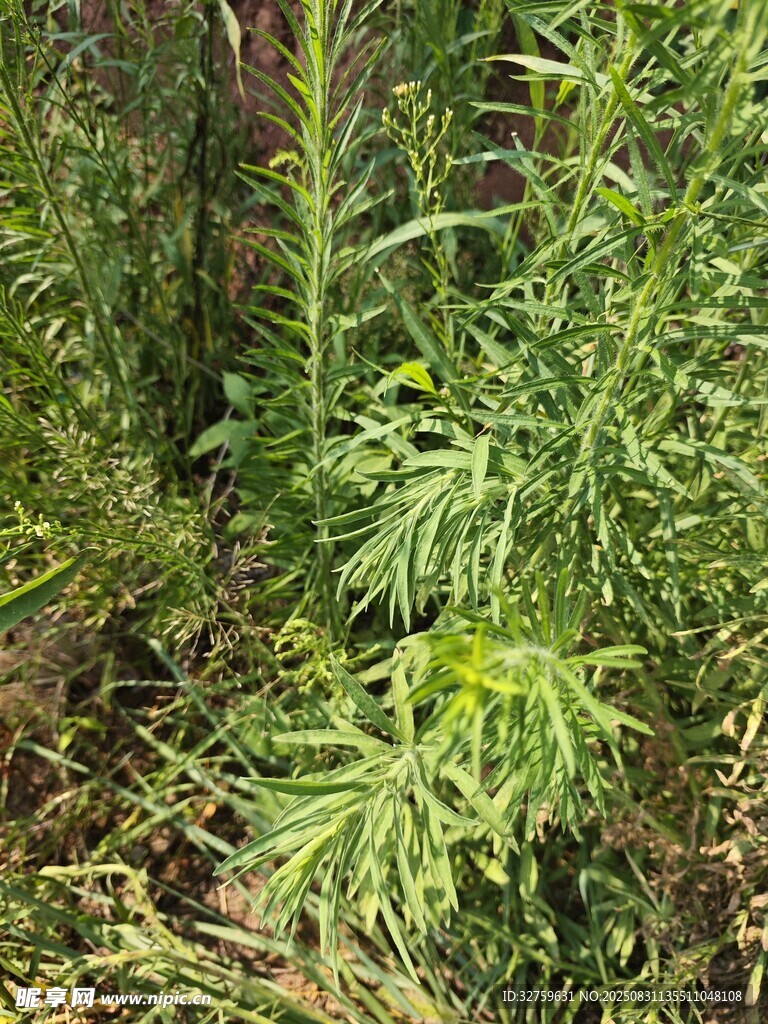 茂密绿植特写
