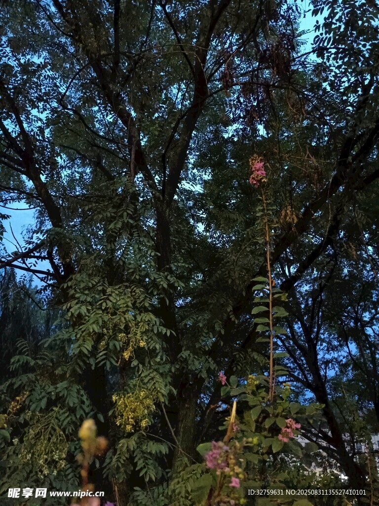 夜幕下繁茂的树木景观