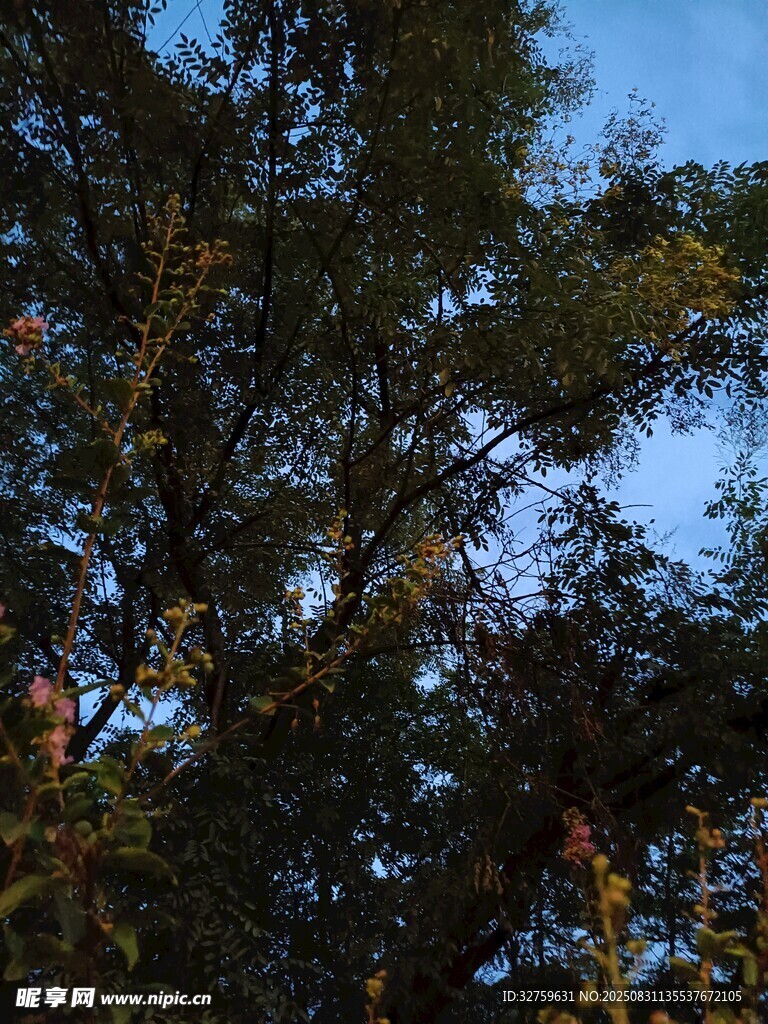 夕阳下的繁茂树木