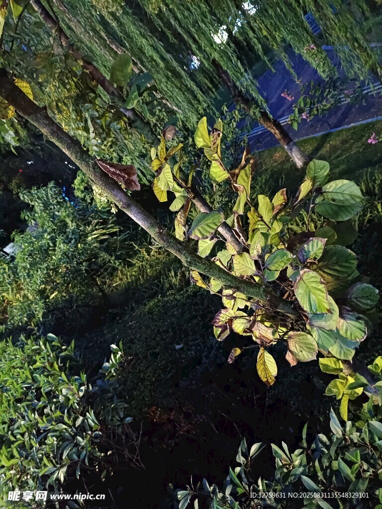藤蔓绿植景观