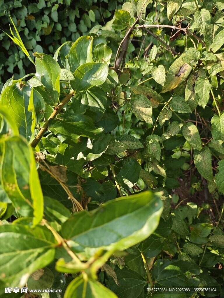 翠绿繁茂的植物枝叶