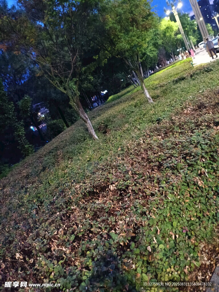公园草地树木景观图