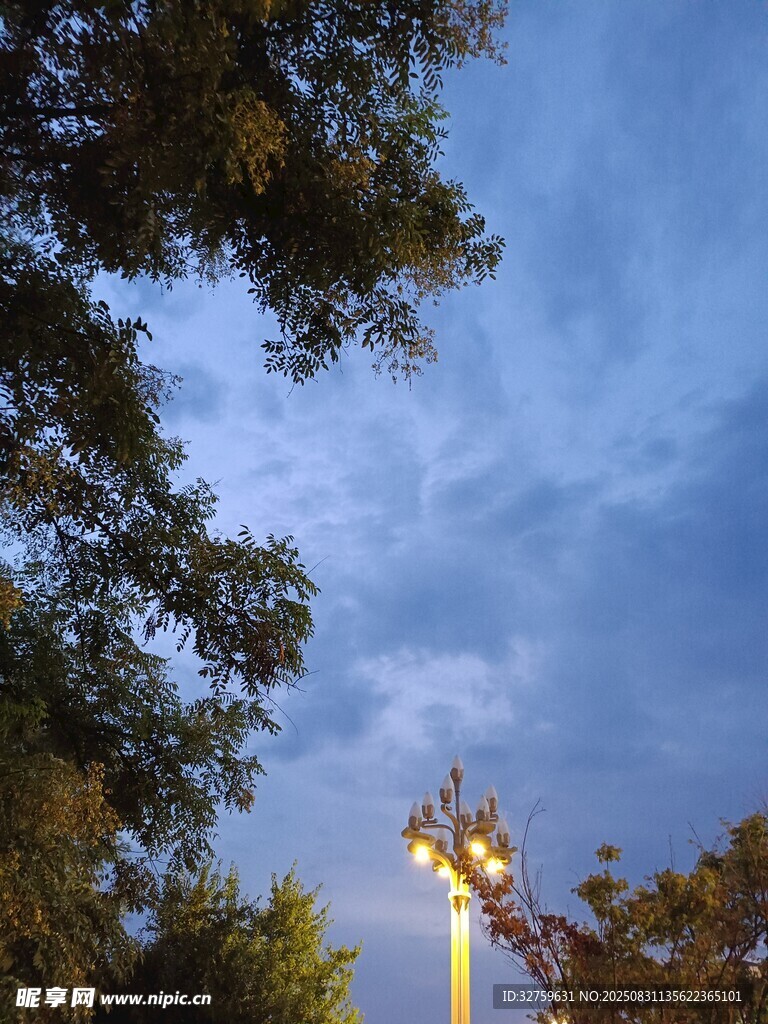 夜幕下的树木与路灯