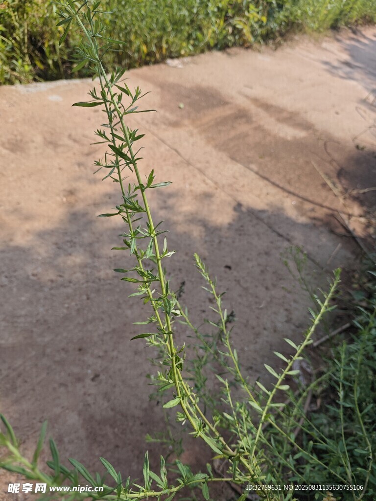 路边生长的带刺绿色植物