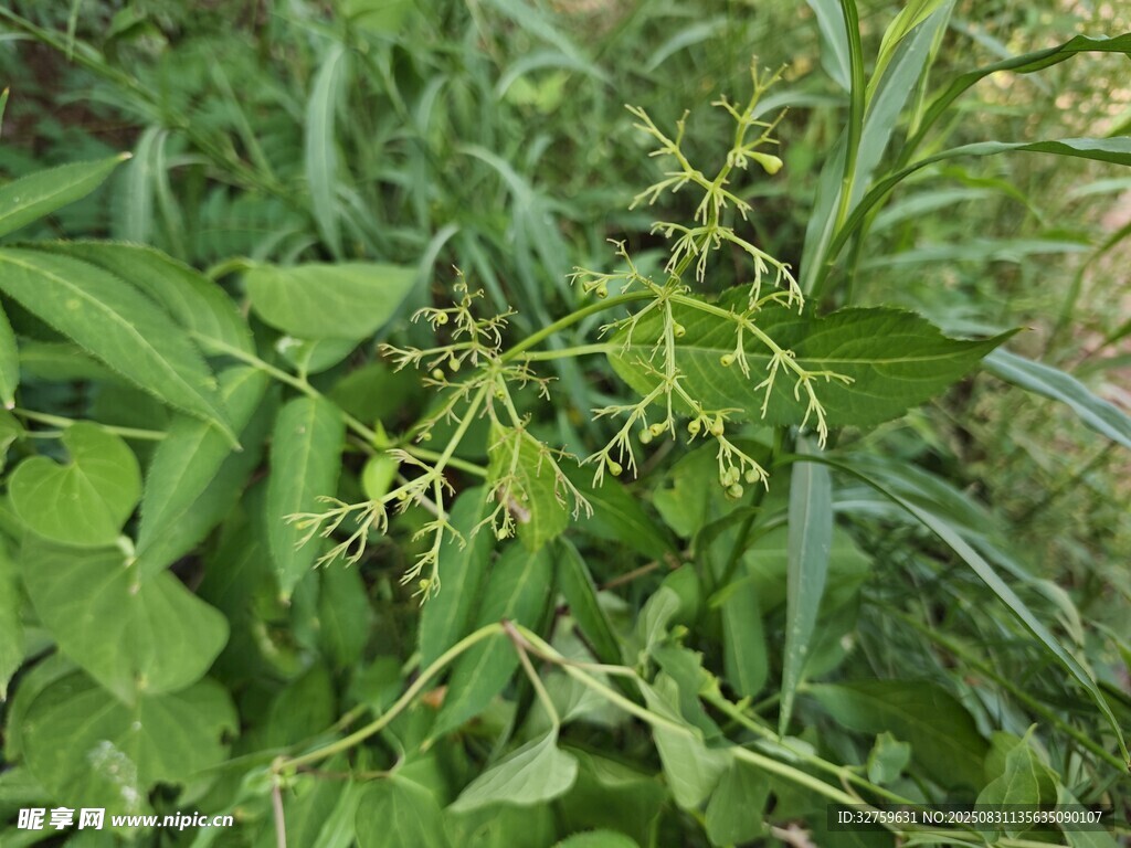 绿叶藤蔓植物特写