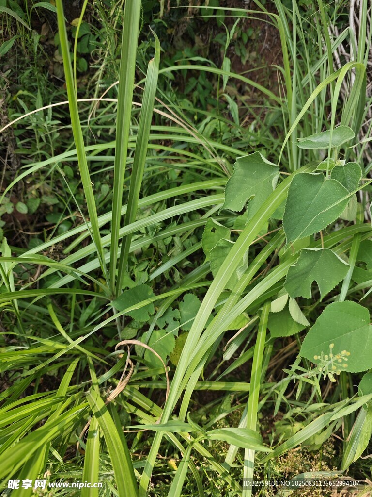 茂密丛生的多样绿色植物