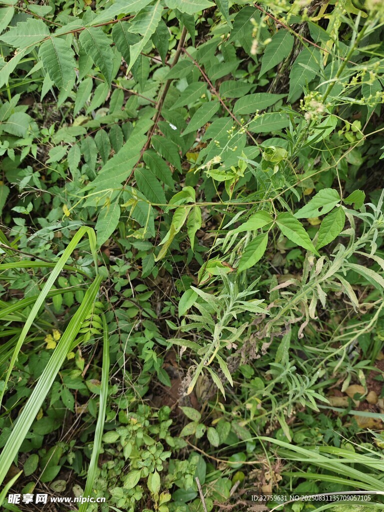 野外繁茂的绿色植物景观