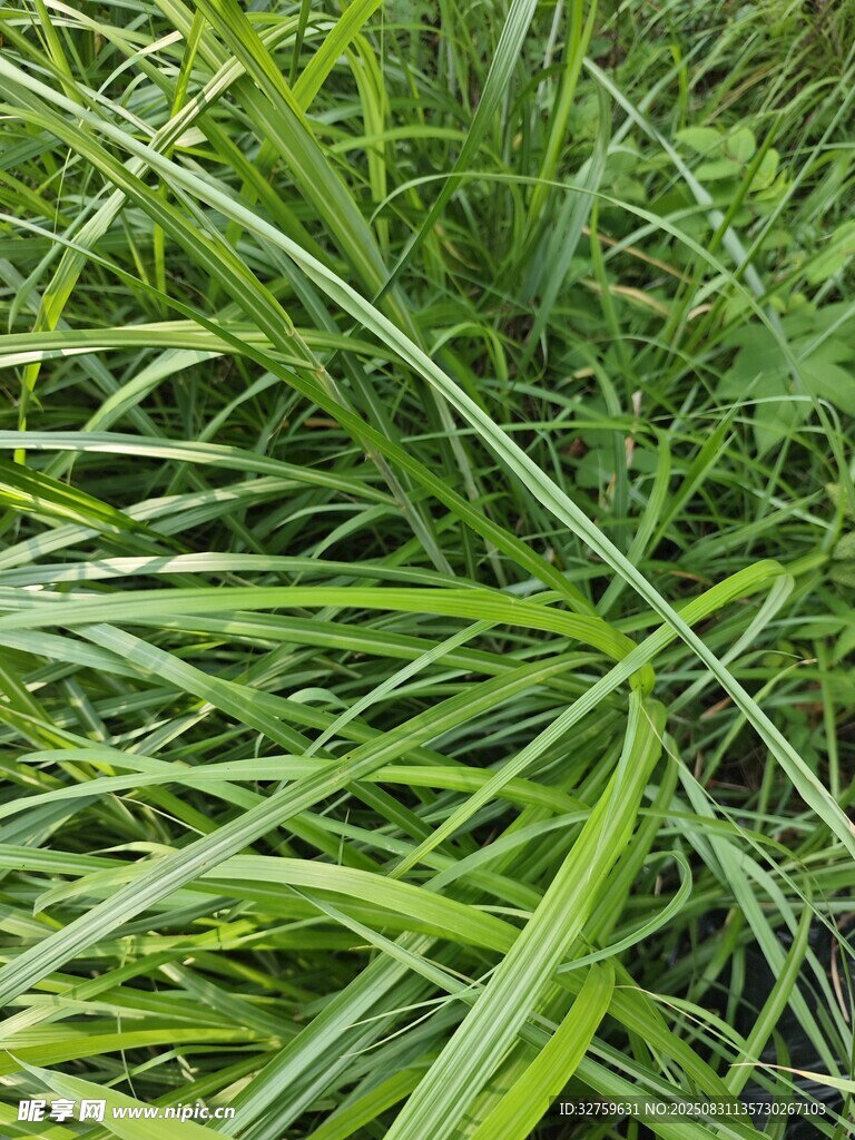 翠绿繁茂的丛生草
