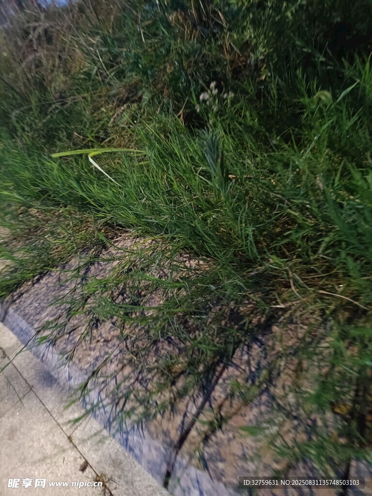 路边生长的茂盛野草