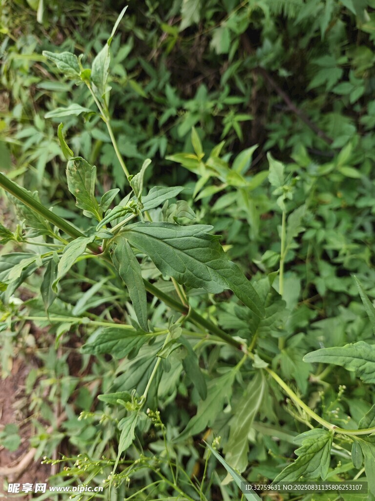 野外繁茂的绿色植物