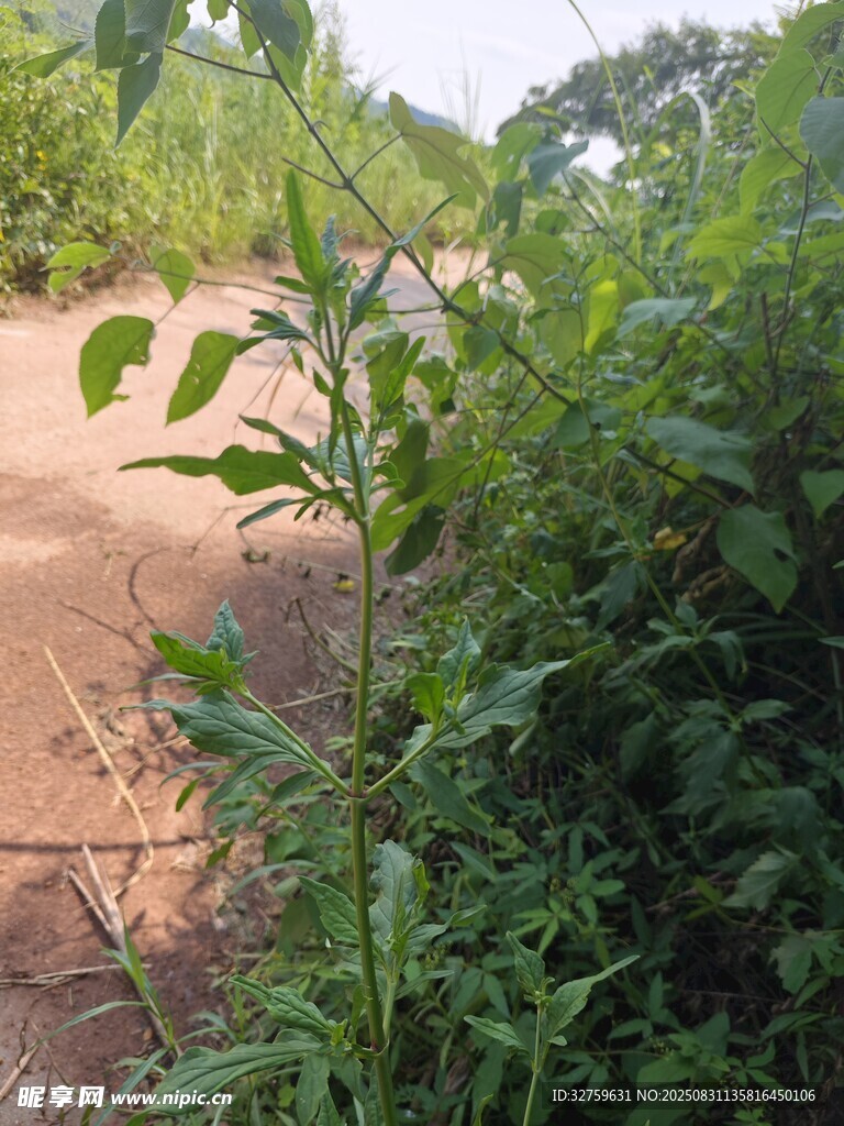 乡村路边繁茂的绿色植物