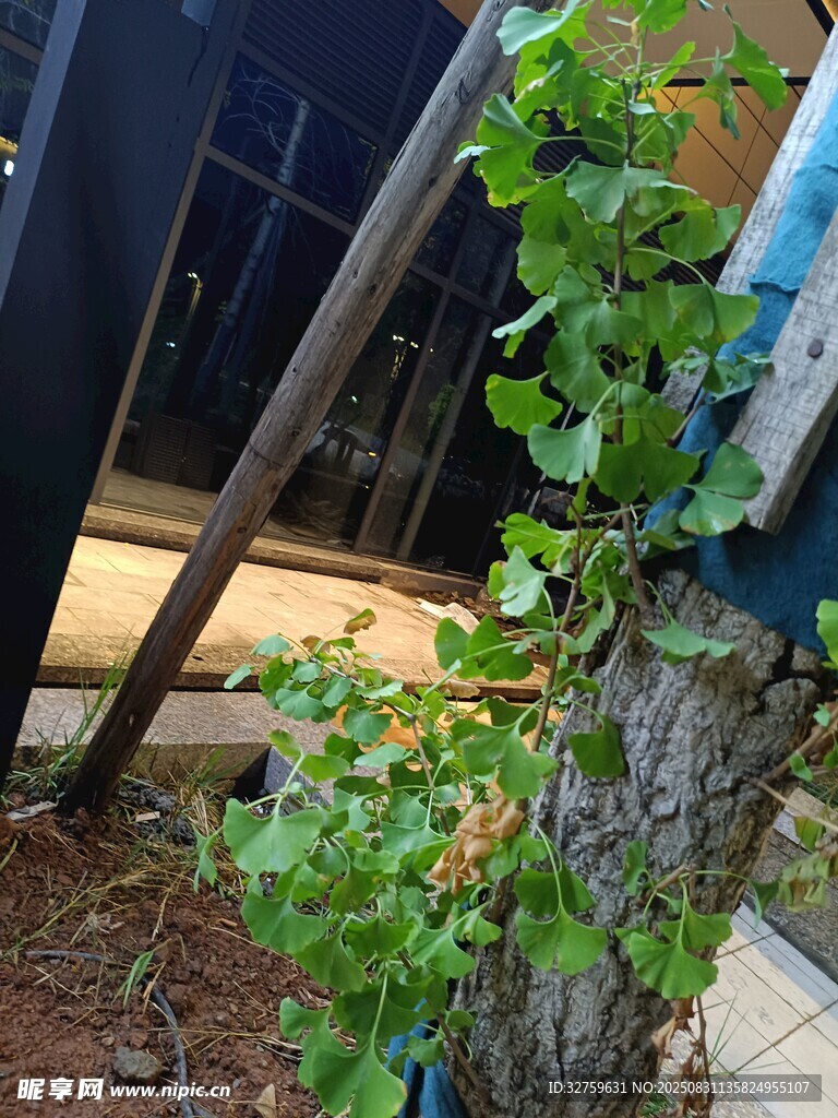墙边绿植生机盎然