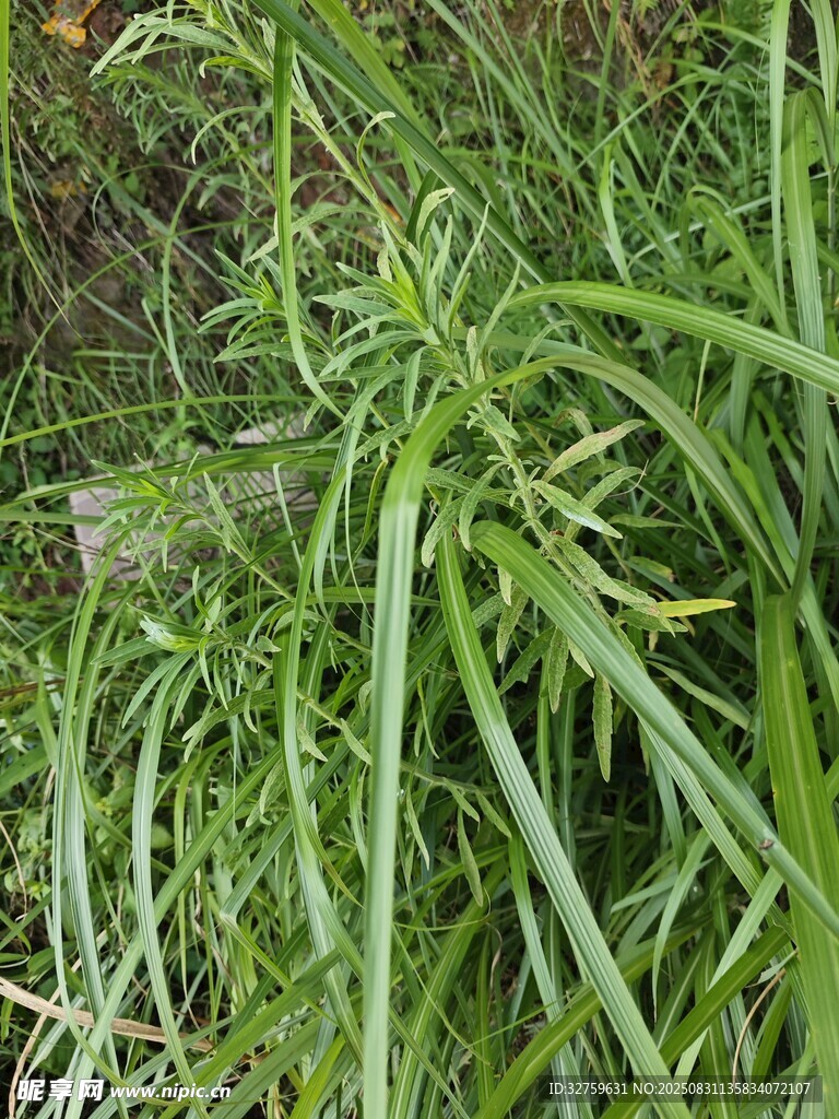 翠绿茂盛的野生草本植物