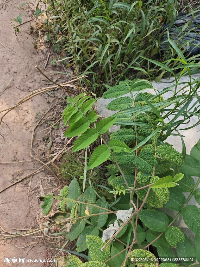 小径旁的繁茂绿色植物
