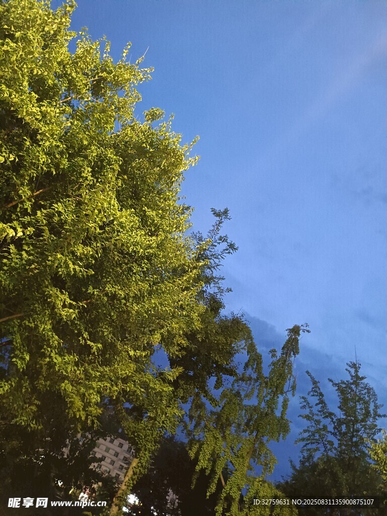 蓝天绿树风景