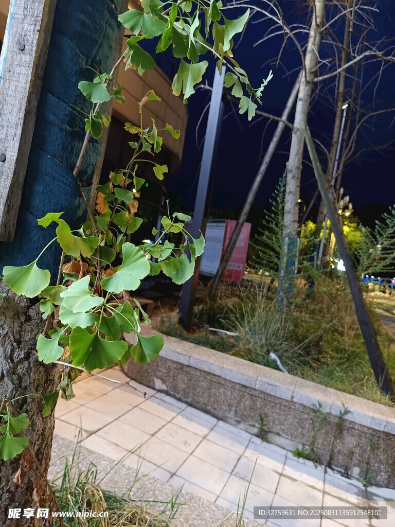 夜晚庭院绿植景观一角