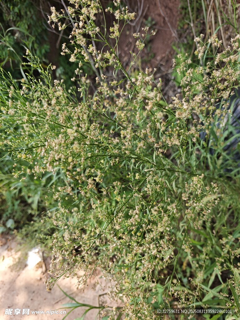 野外繁茂的绿色植物