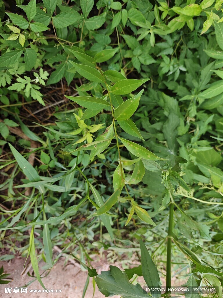 野外丛生的绿色植物