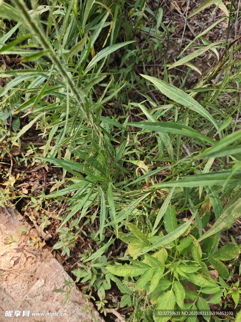 路边生长的绿色植物