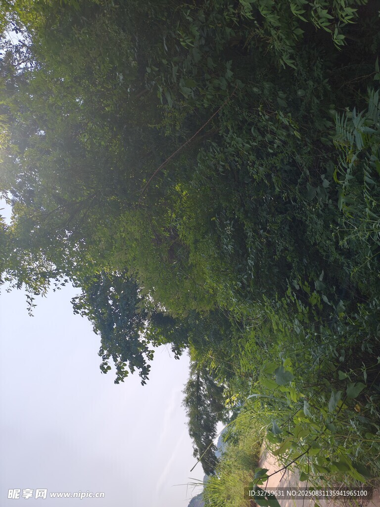 林间小道