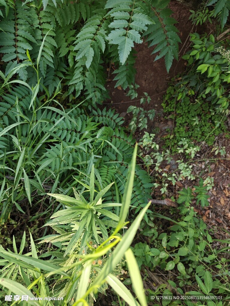 繁茂绿植景观