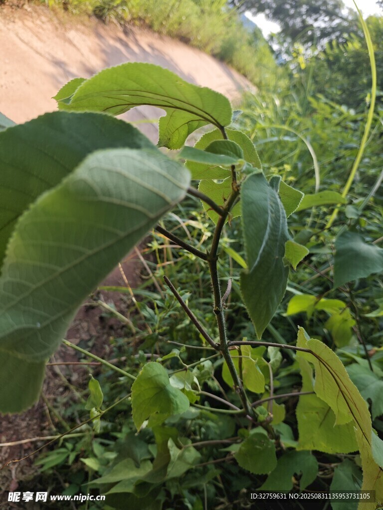 绿叶繁茂的植物景象