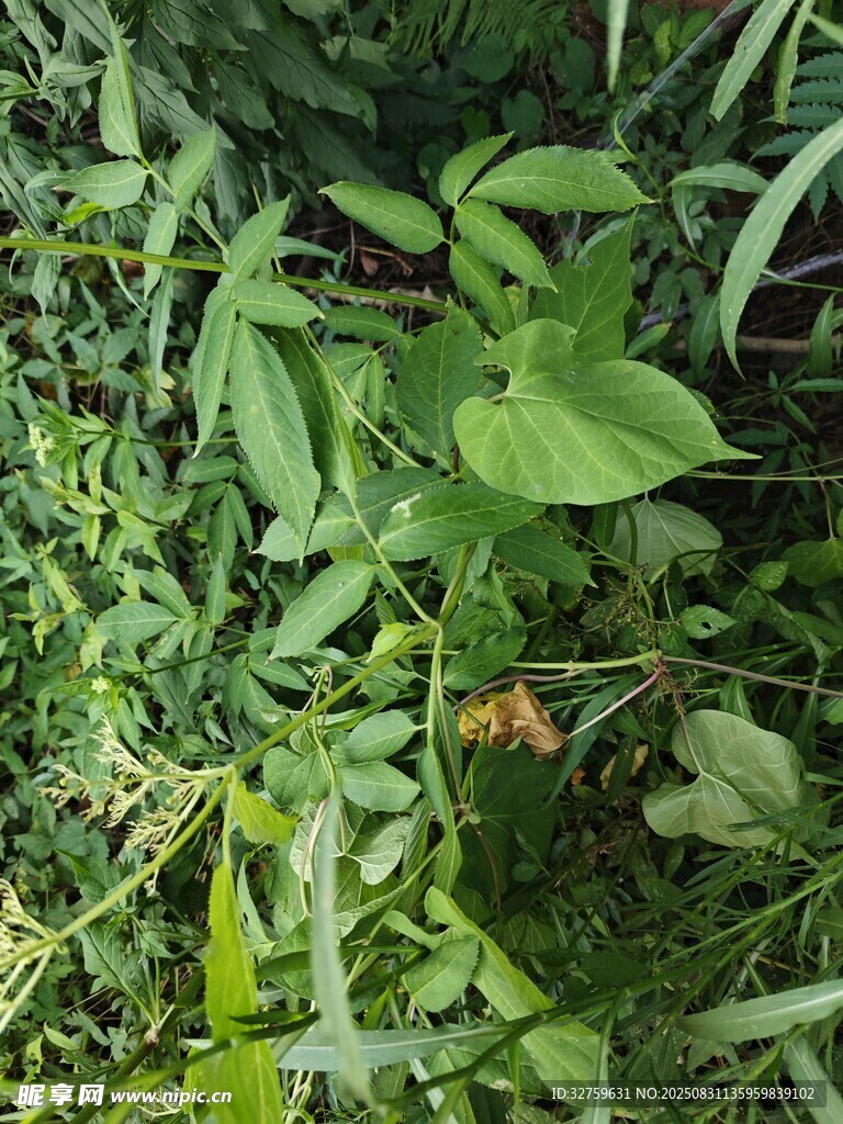 繁茂绿植中的生机景象
