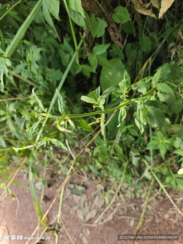 绿叶间的黄色小花