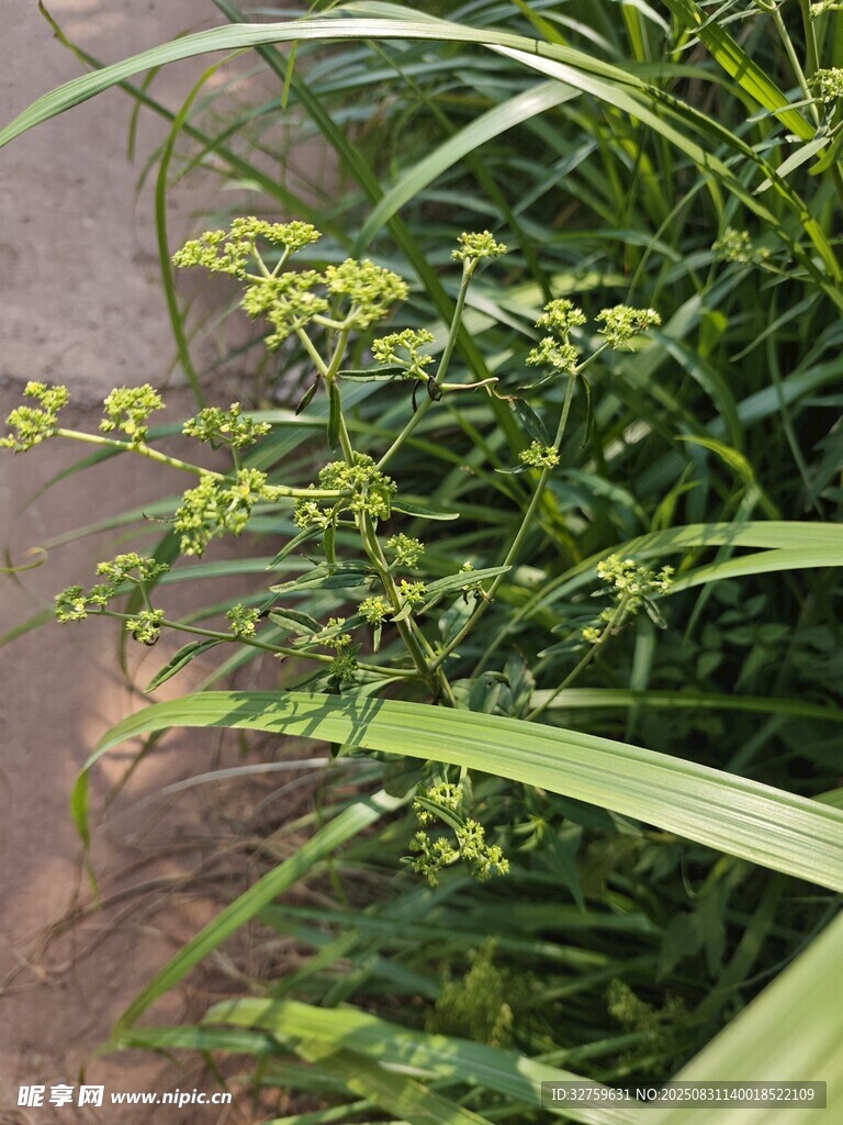 翠绿草丛中的黄色小花