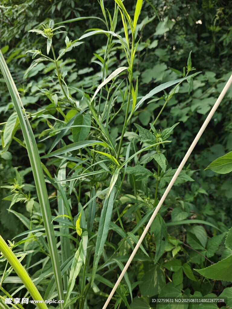 野外繁茂的绿色植物