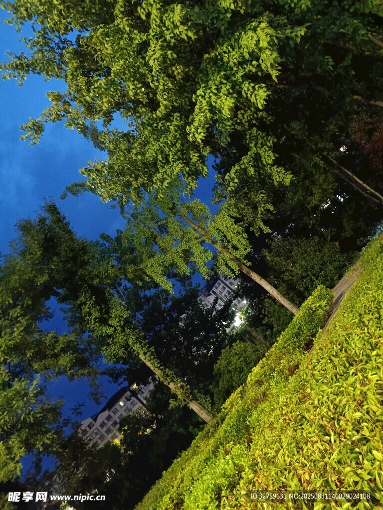夏日绿荫下的清新景致