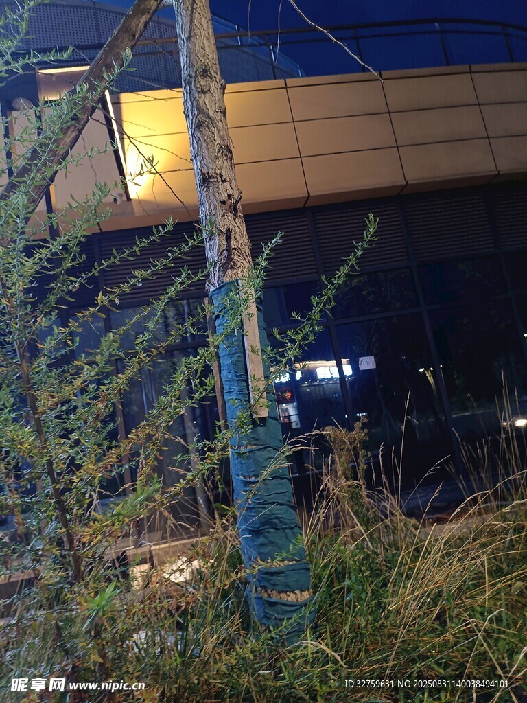 夜晚路边绿植与建筑物