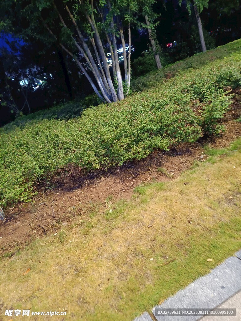 路边绿植景观