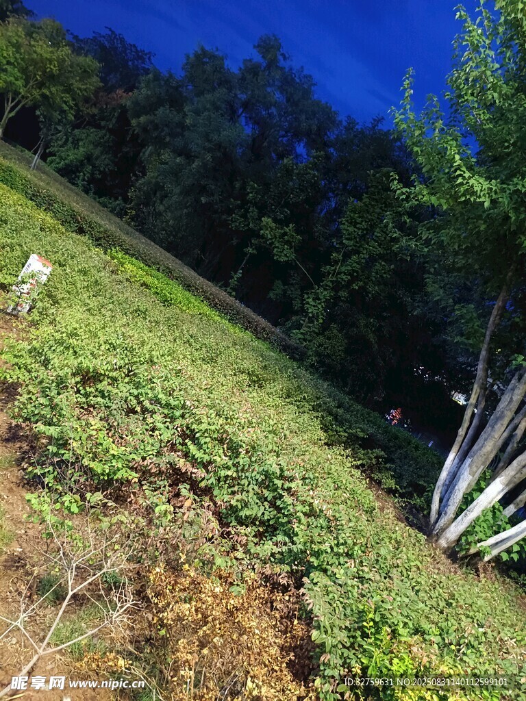 山坡绿植景观