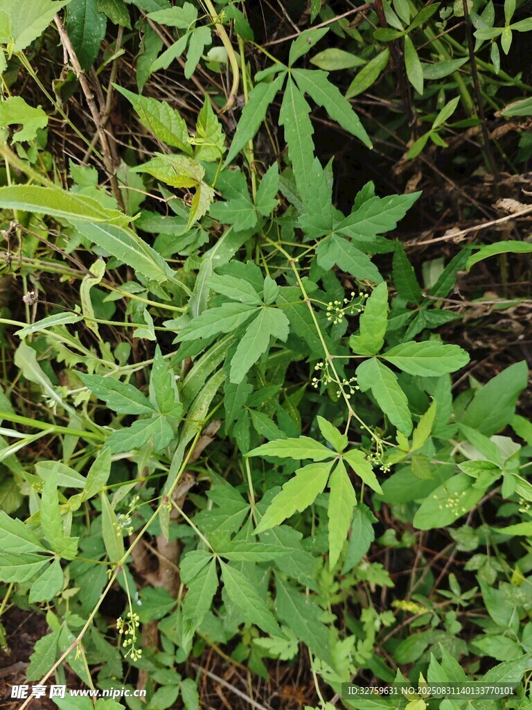 野外丛生的绿色植物