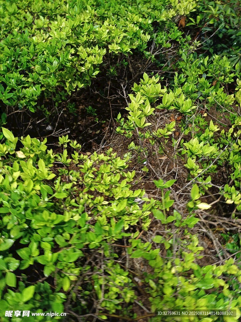 翠绿繁茂的地面植物景观
