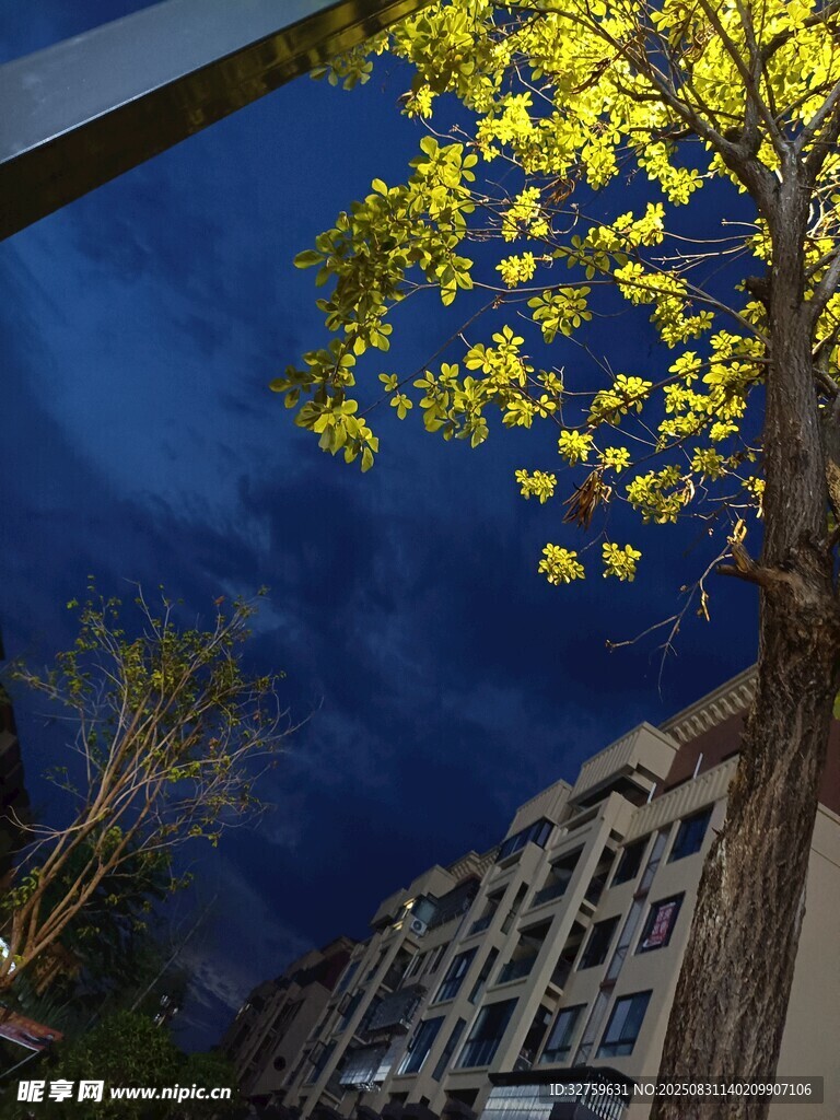 夜幕下的黄叶与建筑