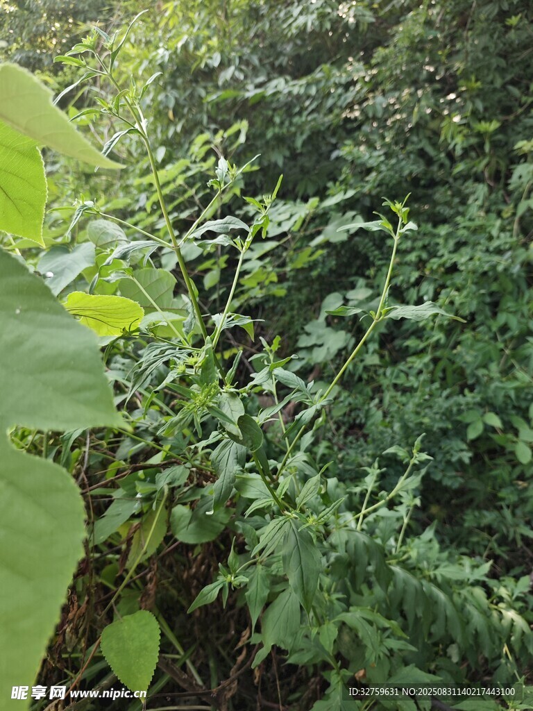 繁茂绿植景观