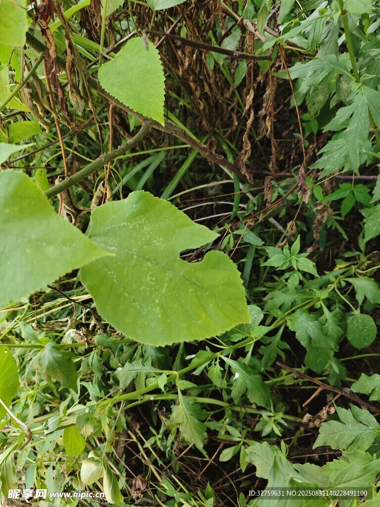绿叶植物特写