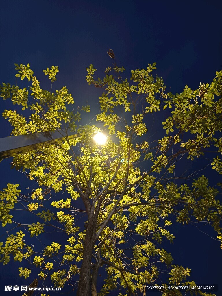 夜晚路灯下的葱郁树木