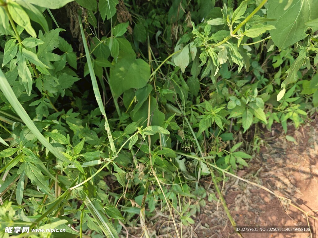野外繁茂的绿色植物景象