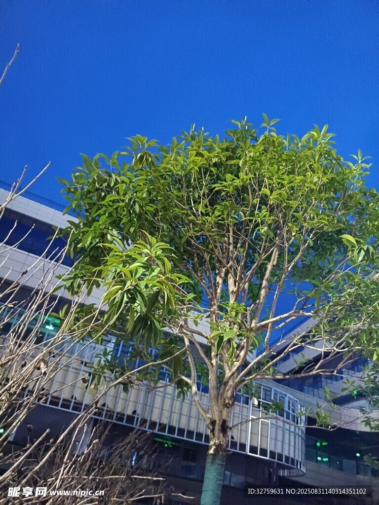蓝天绿树旁的现代建筑