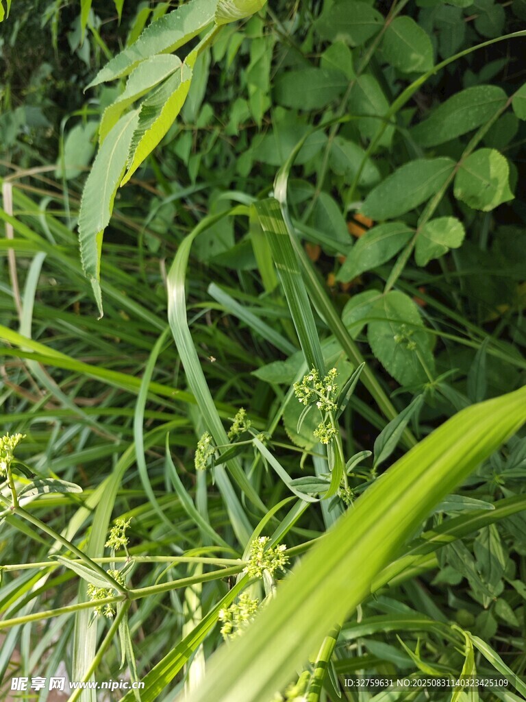 翠绿植物叶片特写