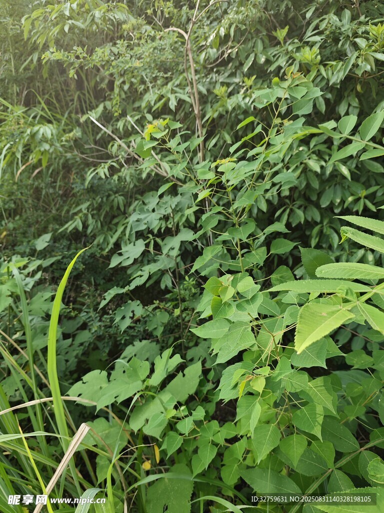 茂密丛生的绿色植物