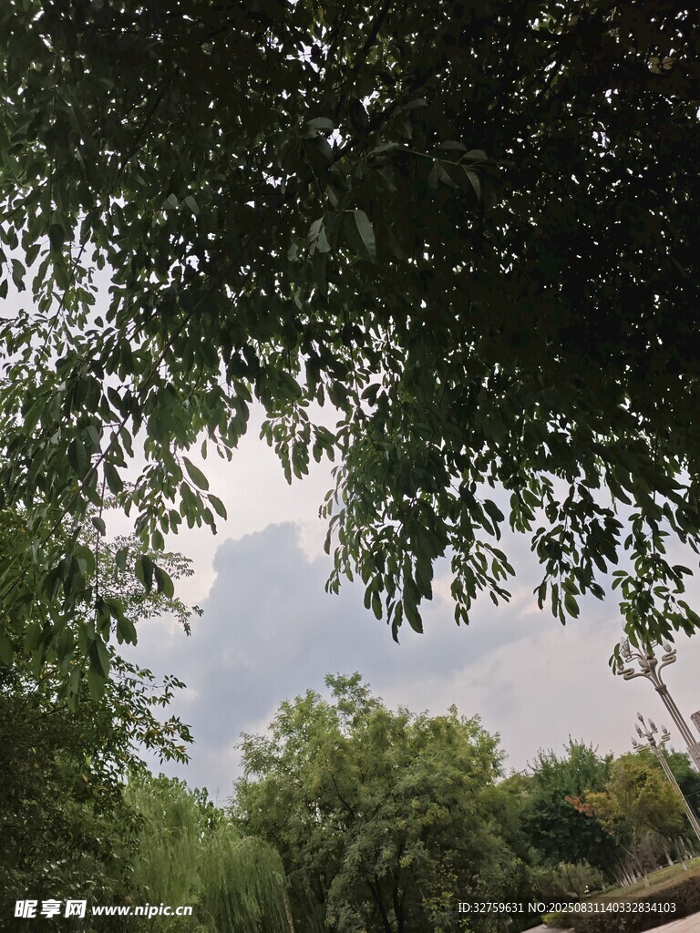 透过枝叶看天空