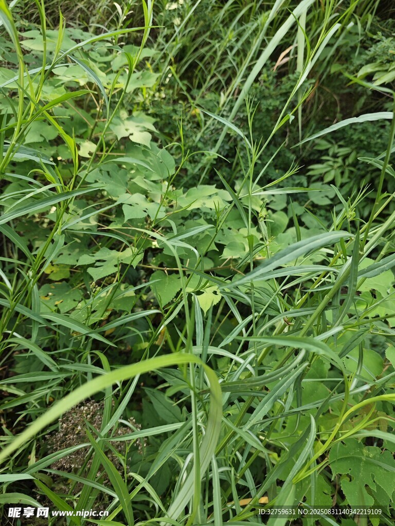 野外丛生的绿色茂盛杂草