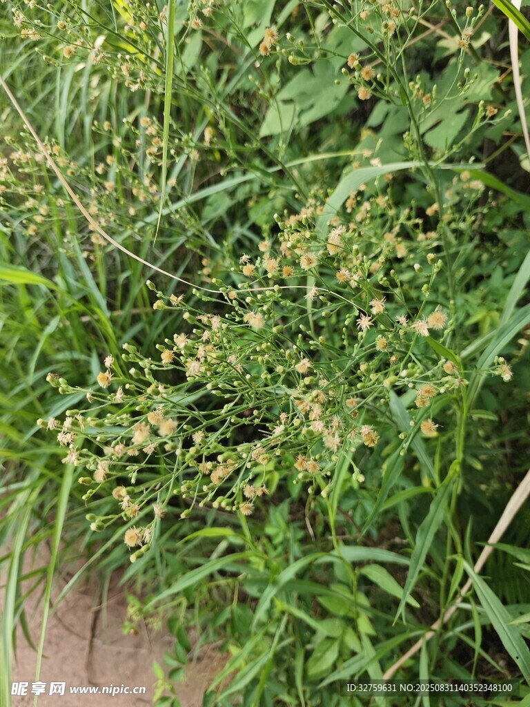 路边繁茂的绿色植物