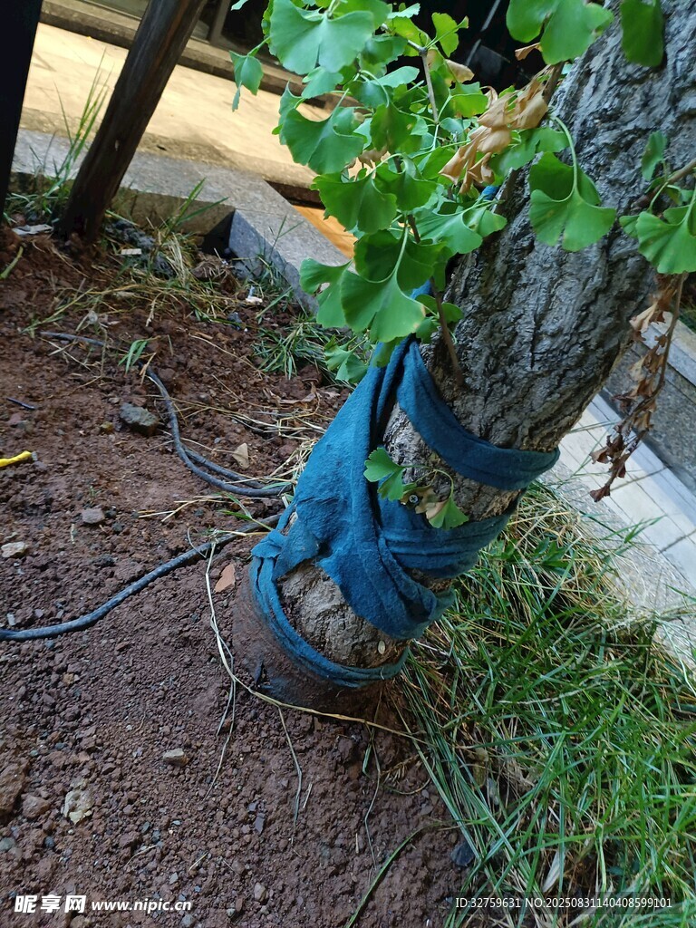 新植树苗裹蓝布养护