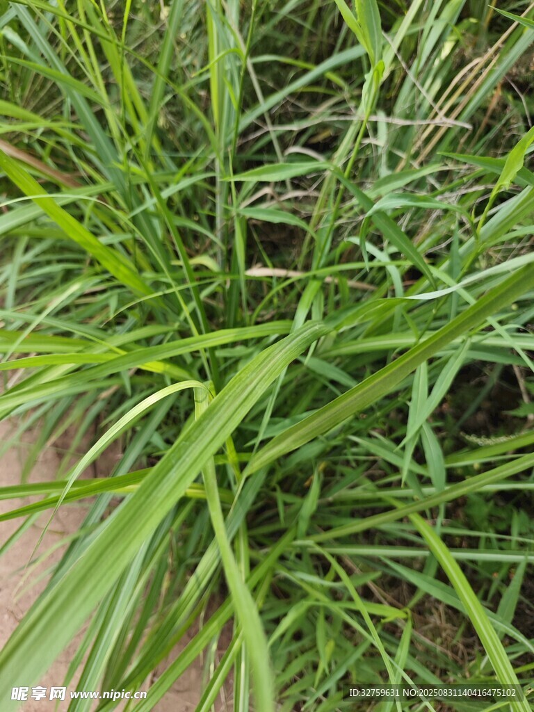茂盛的绿色草丛