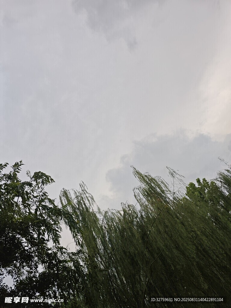 天空下的绿树梢